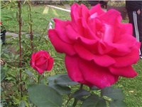 bb14d86f-Picture 009.jpg